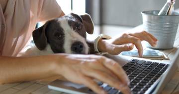 Iemand die op een laptop thuiswerkt met een hond op schoot