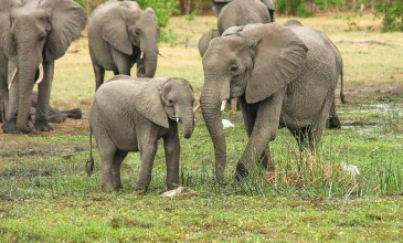 vijf olifanten staan in gras