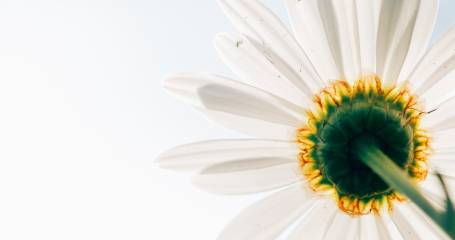 witte bloem van onder gefotografeerd