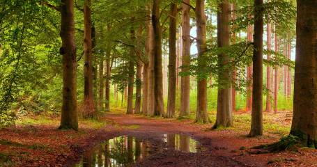 lage vuursche bos met plas water op de voorgrond