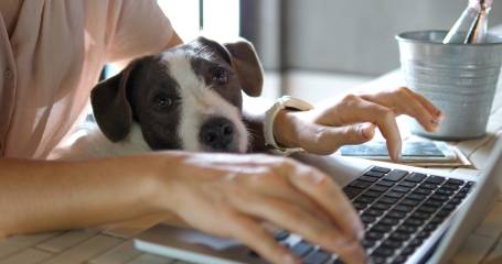 Iemand die op een laptop thuiswerkt met een hond op schoot