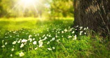 zonlicht schijnt op witte bloemetjes in het gras