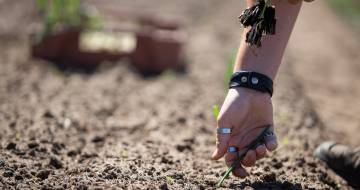 hand plukt plant uit de grond