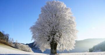 boom in winterlandschap