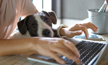 Iemand die op een laptop thuiswerkt met een hond op schoot
