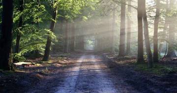 zon schijnt door de bomen