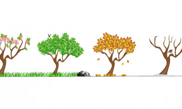 vier bomen seizoenen