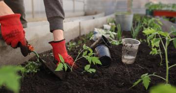 iemand die met handschoenen plantjes poot