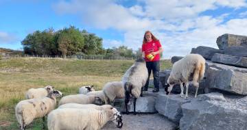 GROENE GHZ - Brenda op de schapenrots
